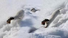 Kars'ta nesli koruma altındaki gelincik görüntülendi