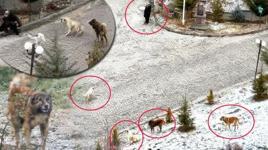 Sokak köpeklerinin dehşeti kamerada! Sürü halinde saldırdılar