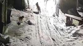 Kars’ta şoke eden olay! Köye inen kurtlar tarafından alınıp götürüldü