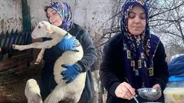 Şehir hayatını terk edip çiftlik kurdu! 'Peynir ilk başta olmuyor, yoğurt tutmuyor ama pes etmedim'
