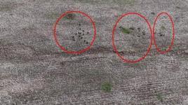 Cudi Dağı'nda büyük şölen: 165’i sürü halinde dolaşırken görüntülendi