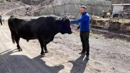 800 kiloluk pehlivan boğalar güreşe hazırlanıyor