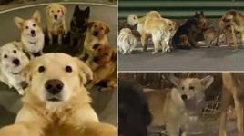 Çin'de filmleri aratmayan kaçış! Zinciri kırıp 17 km koştular: Kaçırılan 7 köpeğin hikâyesi