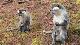 Mantar ararken karşılaşmıştı! Firari maymunların sırrı çözüldü: 'İkinci kez kaçtı'