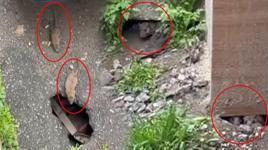 Mahallede büyük panik! Her yerde cirit atıyorlar: Fare istilasına uğradık