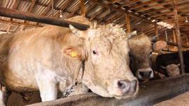 Kurban pazarının devi: Fiyatı duyanlar iki kere bakıyor: Neredeyse bir araba fiyatı'