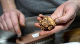 İtalya'dan geldi, 7 ilden topluyor: Kilosu 150 euro... Toprağın altındaki servet