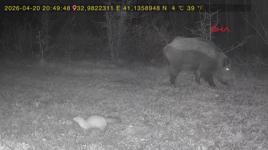 Evinin yakınındaki ormana fotokapan kurup, yaban hayatı görüntüledi