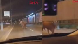 Avcılar'da kaçan kurbanlık boğa D-100 Karayolu'na çıktı