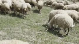 Sürüye böyle saldırdı! Etrafını saran çoban köpekleri...