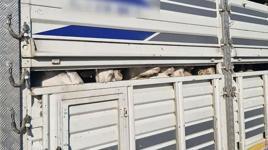 Kaçak kurbanlık denetiminde 626 bin lira para cezası