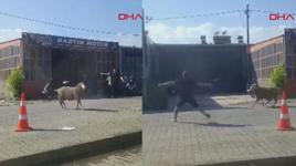 Sahibinin elinden kaçan kurbanlık koç, zor anlar yaşattı