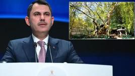 Bakan Kurum, koruma altına alınan 854 yaşındaki anıt ağacın hikayesini paylaştı