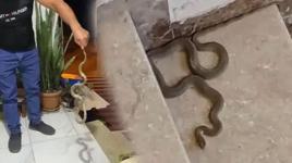 3 kentte yılan paniği! Kimi elleriyle kimi aparatla yakaladı: Evime gelme, kafanı ezerim