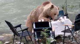 Görüntüler Tunceli'den! Bozayı piknik keyfi kamerada