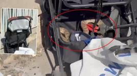 Şanlıurfa'da ağaçtan bebek arabasına düşen yılan panik yarattı