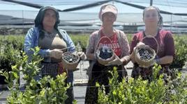 Yaban Mersini için Türkiye'nin dört bir yanından geliyorlar