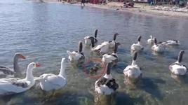 Şartlı tahliye edilmişlerdi! Erdek'in ünlü kazları bu kez yürekleri ısıttı