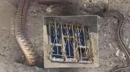 Görülmemiş istila! Çatıdaki kuş deliklerine kadar sızdılar: Hayatımız altüst oldu