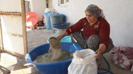 Eşsiz hazine! Bölgede büyük sevinç: 60 yaşındaki bir insan bu kadar bereketi ikinci kez görüyor