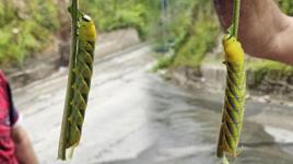 Rize'de ortaya çıkan dev tırtıl panik yarattı! Uzunluğunu gören şoke oldu