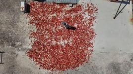 Hatay'da damlar kırmızıya büründü! Kilosu 300 TL'den satılıyor