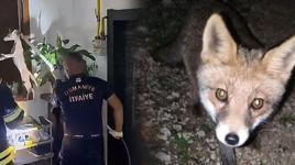 Osmaniye'de şaşkına çeviren olay! Tilki apartmanın 3. katına çıktı