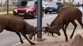 Sürücüler gözlerine inanamadı! Kentin göbeğinde dev kapışma