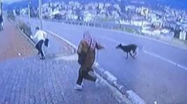Bursa'da köpek dehşeti! Kaçmaya çalışan çocuk bacağını kırdı