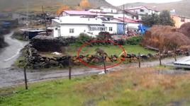 Korku dolu anlar: Gündüz vakti köye indi! Dev bozayı sokaklarda böyle dolaştı