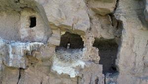 Nadir görülen türe Sivasta rastlandı