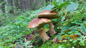 Mantar zehirlenmesi nasıl anlaşılır