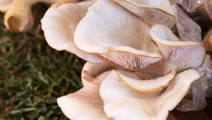 Mantar zehirlenmesinin belirtileri nelerdir