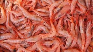 Marmara Denizinde karides avı ve satışı yasaklandı