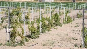 Yerel üzüm çeşitleri Üzüm Koleksiyon Bağında korunacak