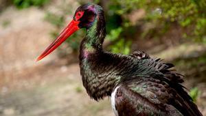 Kara leyleklerle tanışın Bu leylekler bir başka…