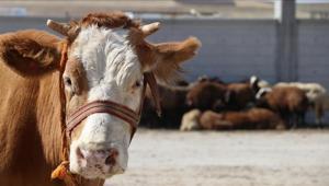 Şarbon hastalığı için hayvan sahiplerine tazminat ödenecek