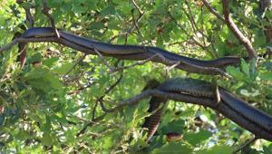 Tunceli’de dev yılan paniği