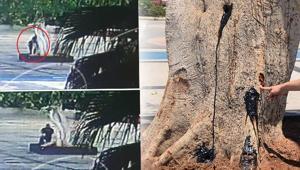 Ağacın kurutulmasında 3 şüpheli serbest, sebep sır