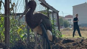 Yaralanan Kara Leyleğin göç yolculuğu yarım kaldı