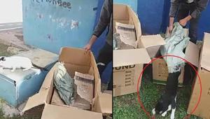 İsyan ettiren olay Kedileri poşete koydu, parka bıraktı