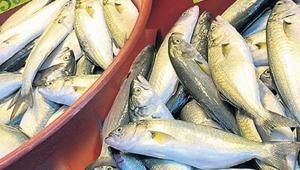 Hamsi lezzetlendi lüferde akın var