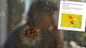 Sadece erkekleri öldüren virüs keşfedildi İlaçlar etki etmiyor Sadece erkekleri öldüren virüs keşfedildi İlaçlar etki etmiyor