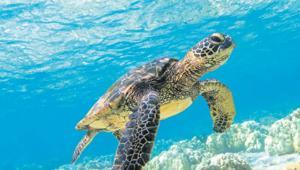 Erkek doğmuyor nesil tükeniyor