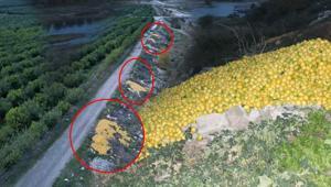 Adana’da şoke eden manzara Tonlarca limon dere yatağına döküldü