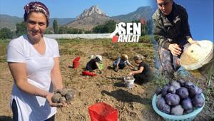 Doktorlara sordu, 3 kilo getirip Türkiyede ekti Kral yiyeceği 4 yılda 20ye katladı