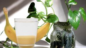 Muz suyu bitkileri sırık gibi yapıyor İnsanlar kadar bitkiler için de önemli