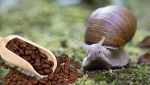 Kahve kokusunu duyunca anında kaçıyorlar Bitkilerden uzak tutun, çürüme ihtimali var