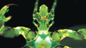 ‘Kara ölüm’ün yeni şüphelisi