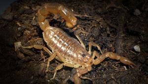 Mezopotamya akrebi Türkiyeye özgür bir tür